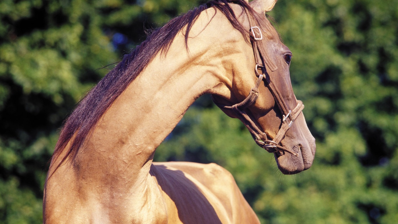 Fondo de pantalla de fotos de caballos (3) #20 - 1366x768