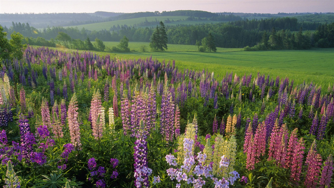 Bezaubernde Naturlandschaften HD Wallpaper (1) #3 - 1366x768