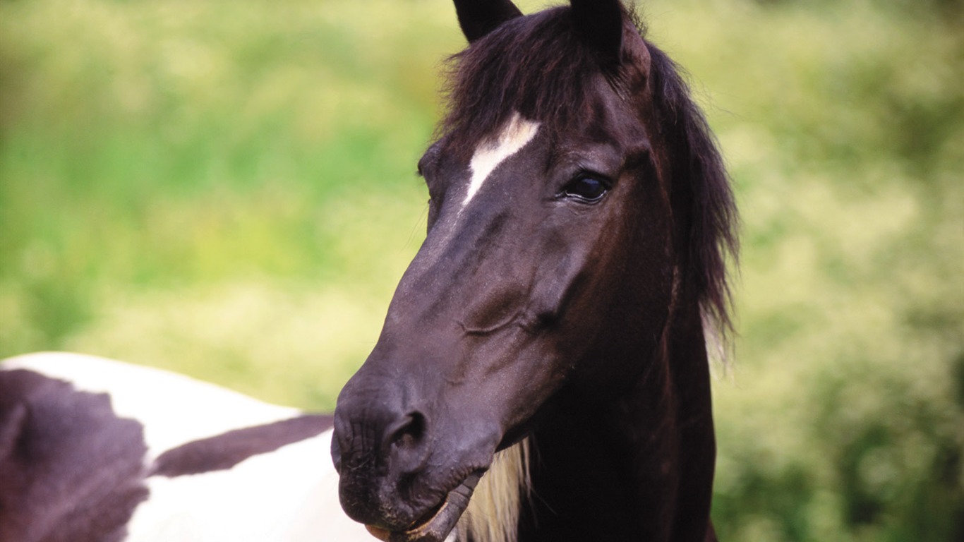 Fond d'écran photo cheval (4) #5 - 1366x768