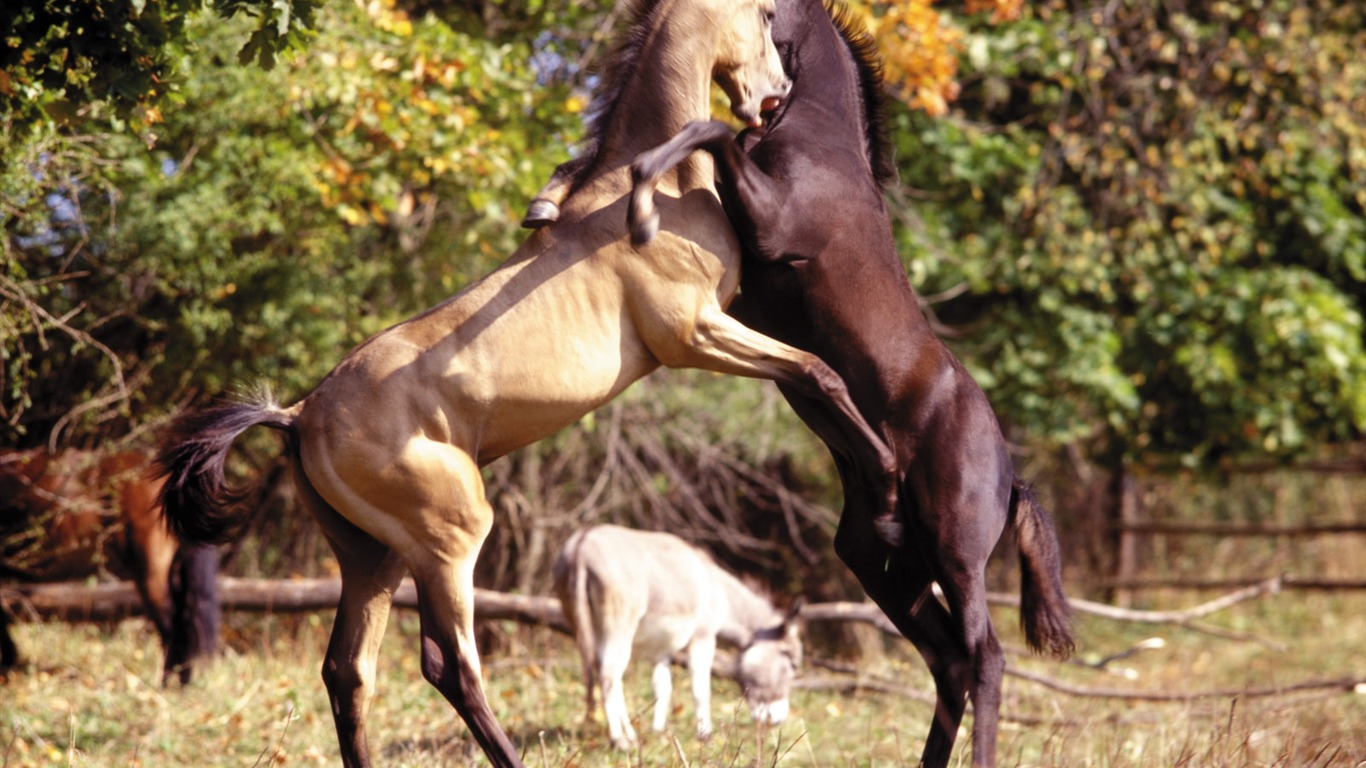 Fond d'écran photo cheval (4) #6 - 1366x768