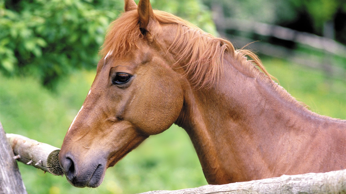 Horse Wallpaper Foto (4) #8 - 1366x768