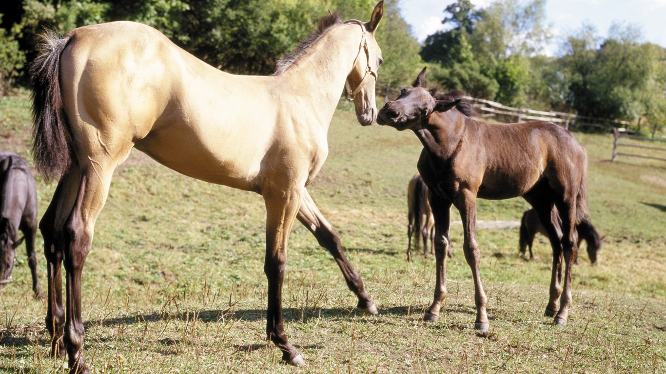 Fond d'écran photo cheval (4) #11 - 1366x768