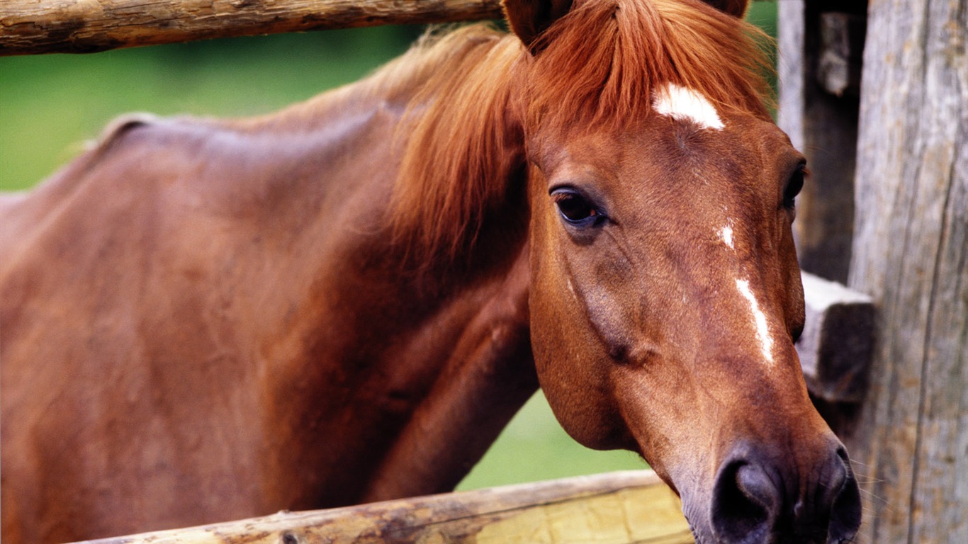 Horse Wallpaper Foto (4) #14 - 1366x768