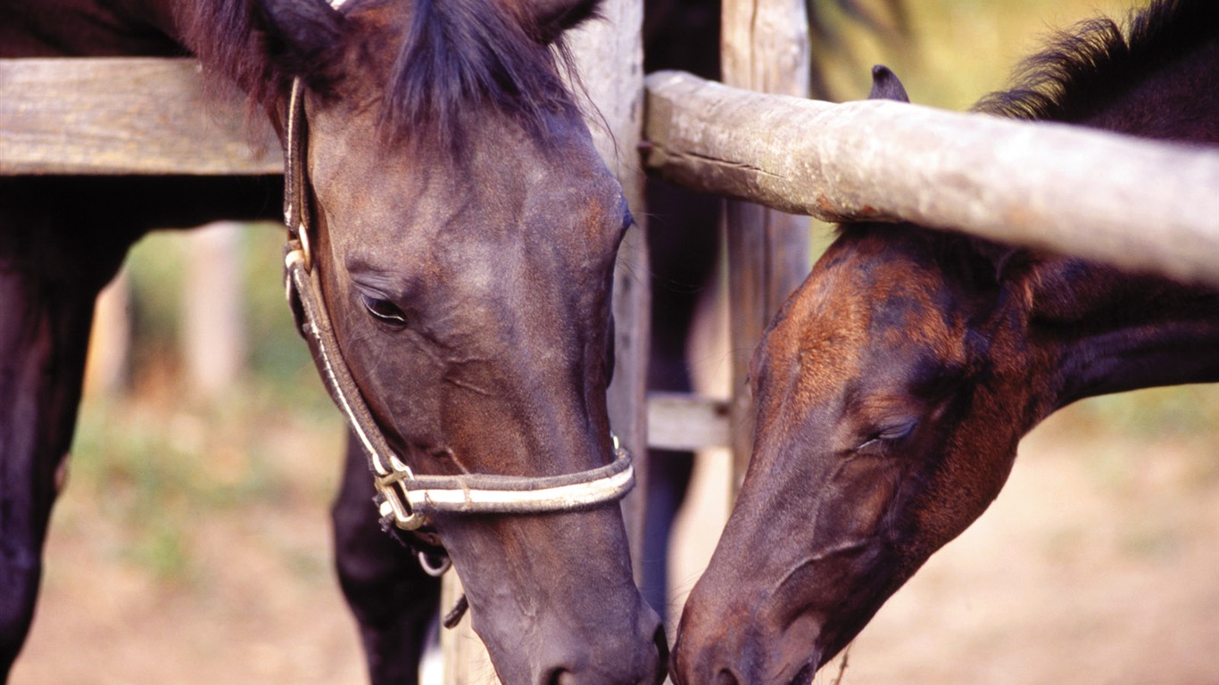 Horse Wallpaper Foto (4) #15 - 1366x768