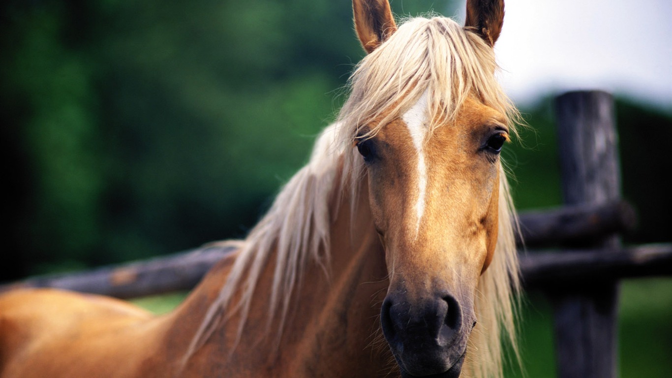 Fond d'écran photo cheval (4) #16 - 1366x768