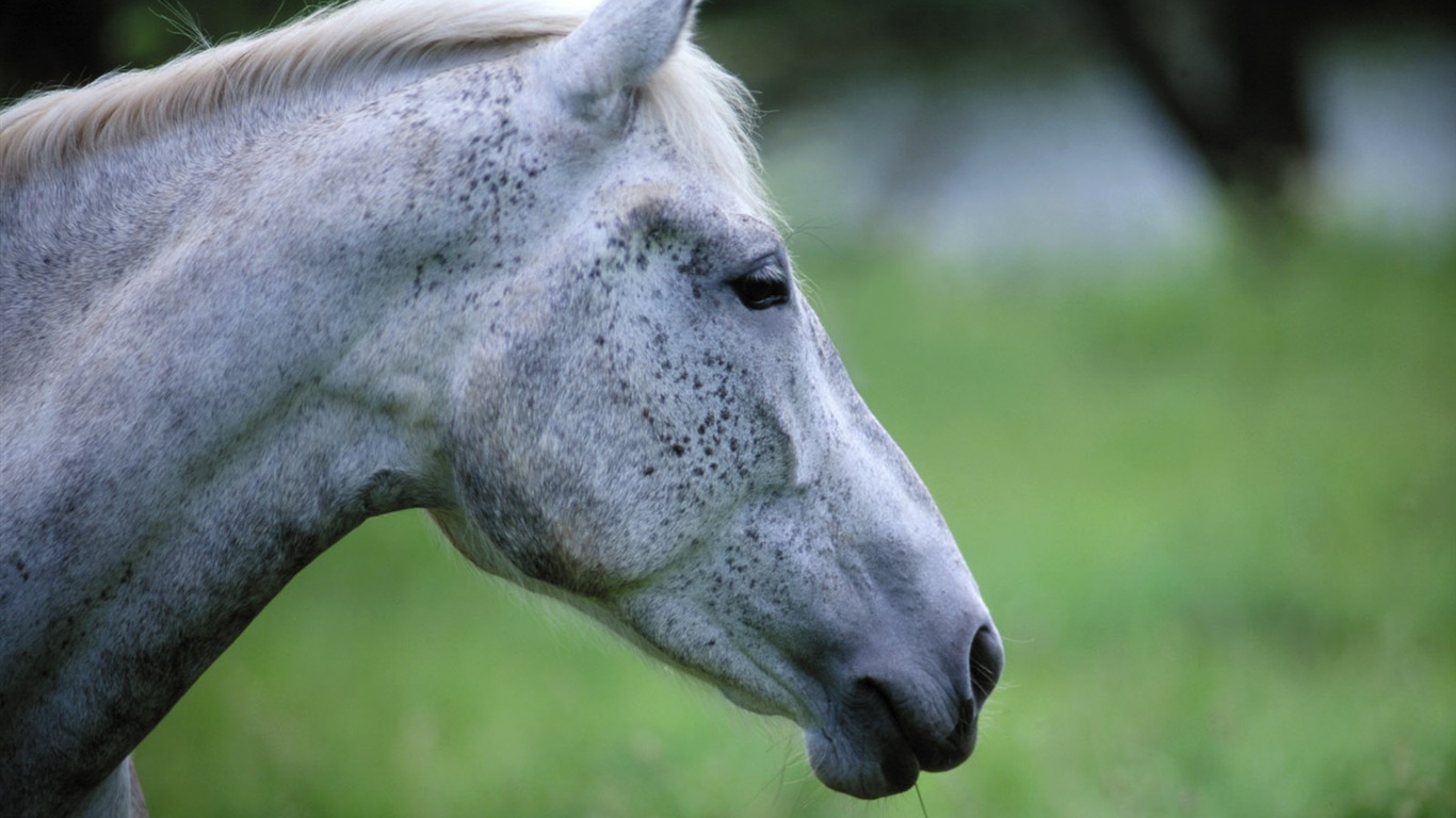 Fond d'écran photo cheval (4) #18 - 1366x768