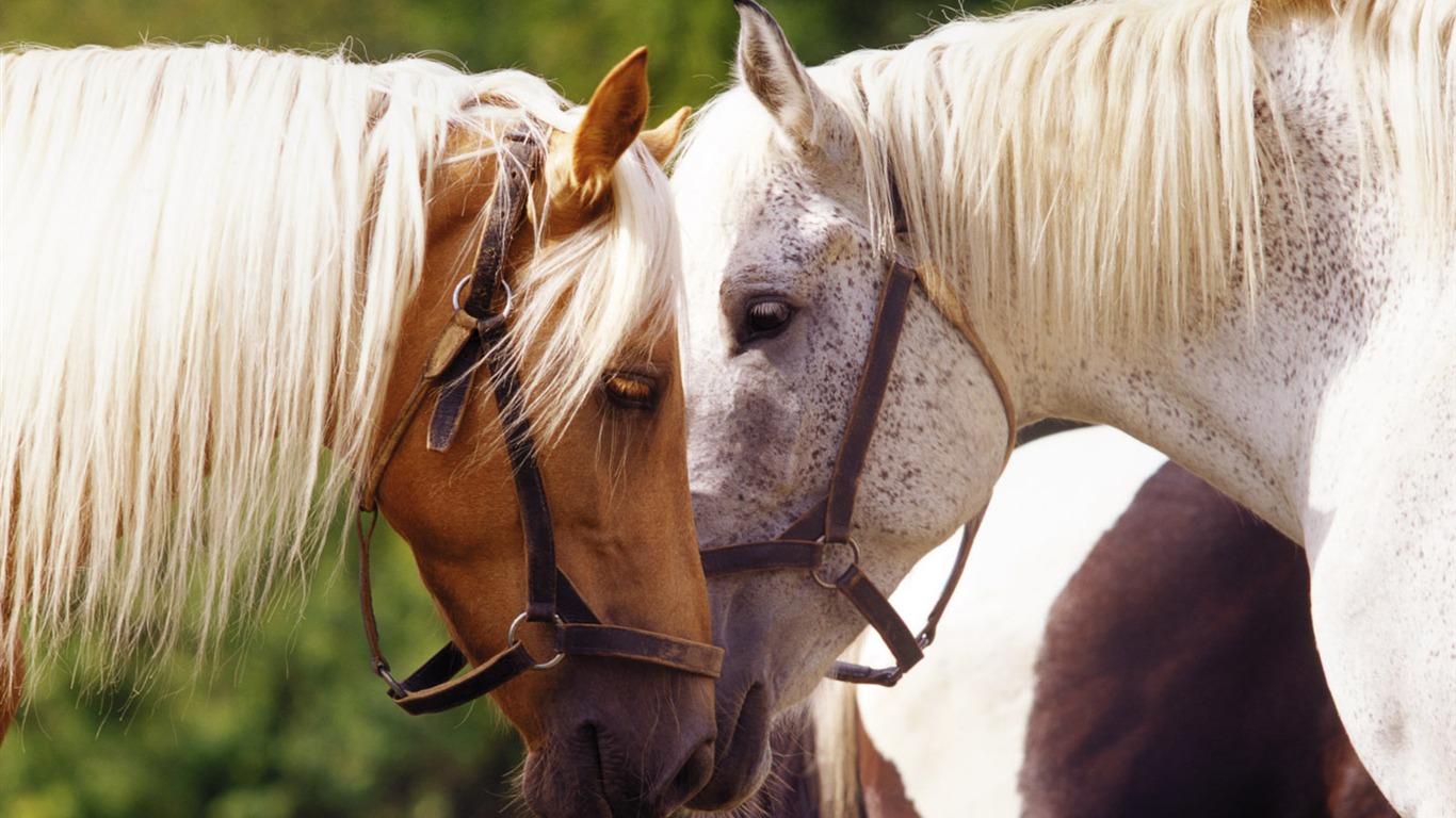 Fond d'écran photo cheval (4) #19 - 1366x768