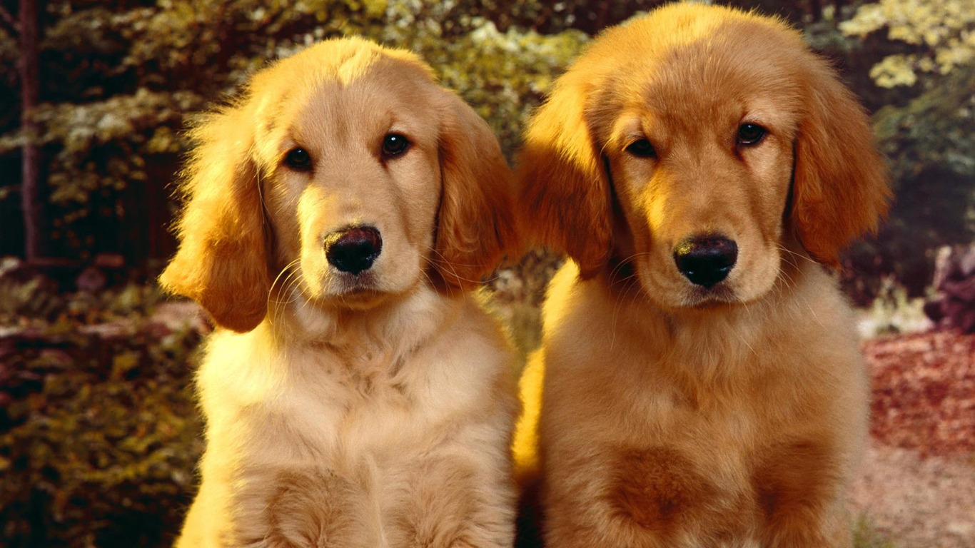 Puppy Photo HD wallpapers (2) #1 - 1366x768