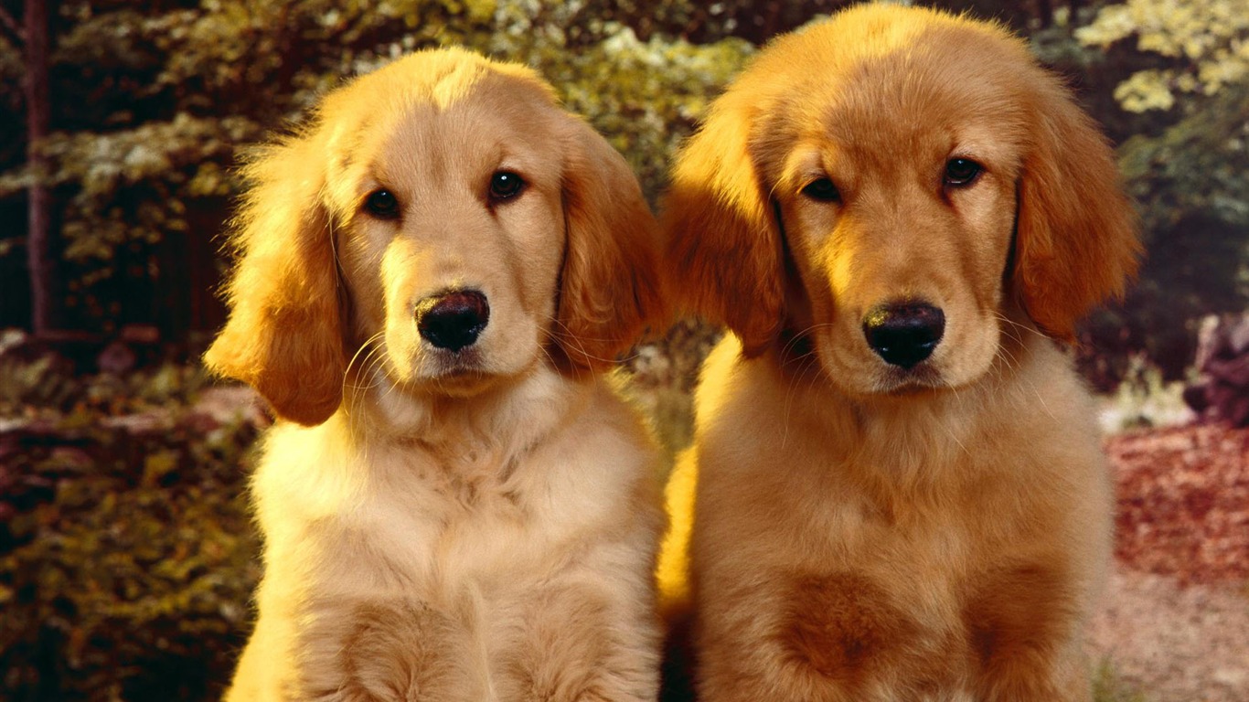Puppy Foto HD Tapety na plochu (2) #1 - 1366x768
