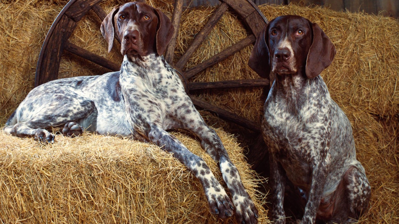 Puppy Foto HD Tapety na plochu (2) #4 - 1366x768