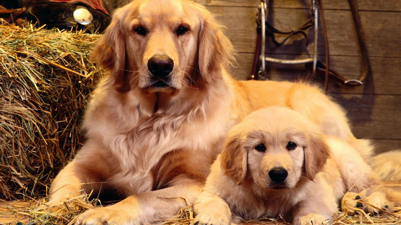 Puppy Photo HD wallpapers (2) #5 - 1366x768