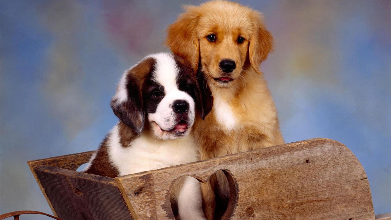 Puppy Photo HD Wallpaper (2) #7 - 1366x768