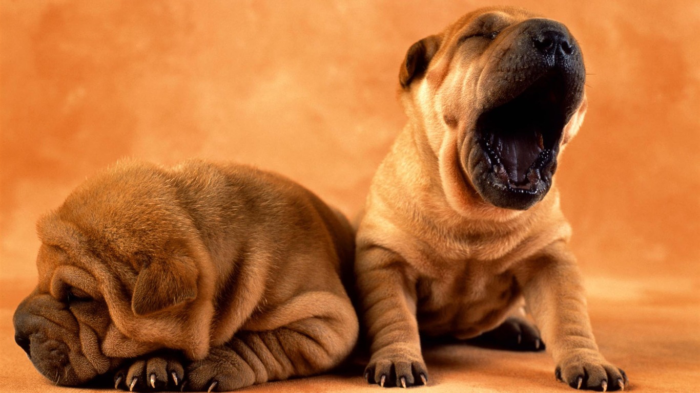 Puppy Photo HD wallpapers (2) #10 - 1366x768