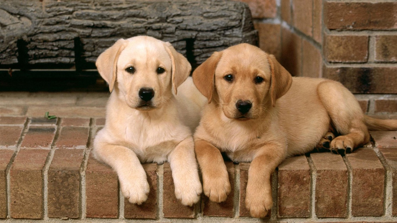 Puppy Photo HD wallpapers (2) #11 - 1366x768
