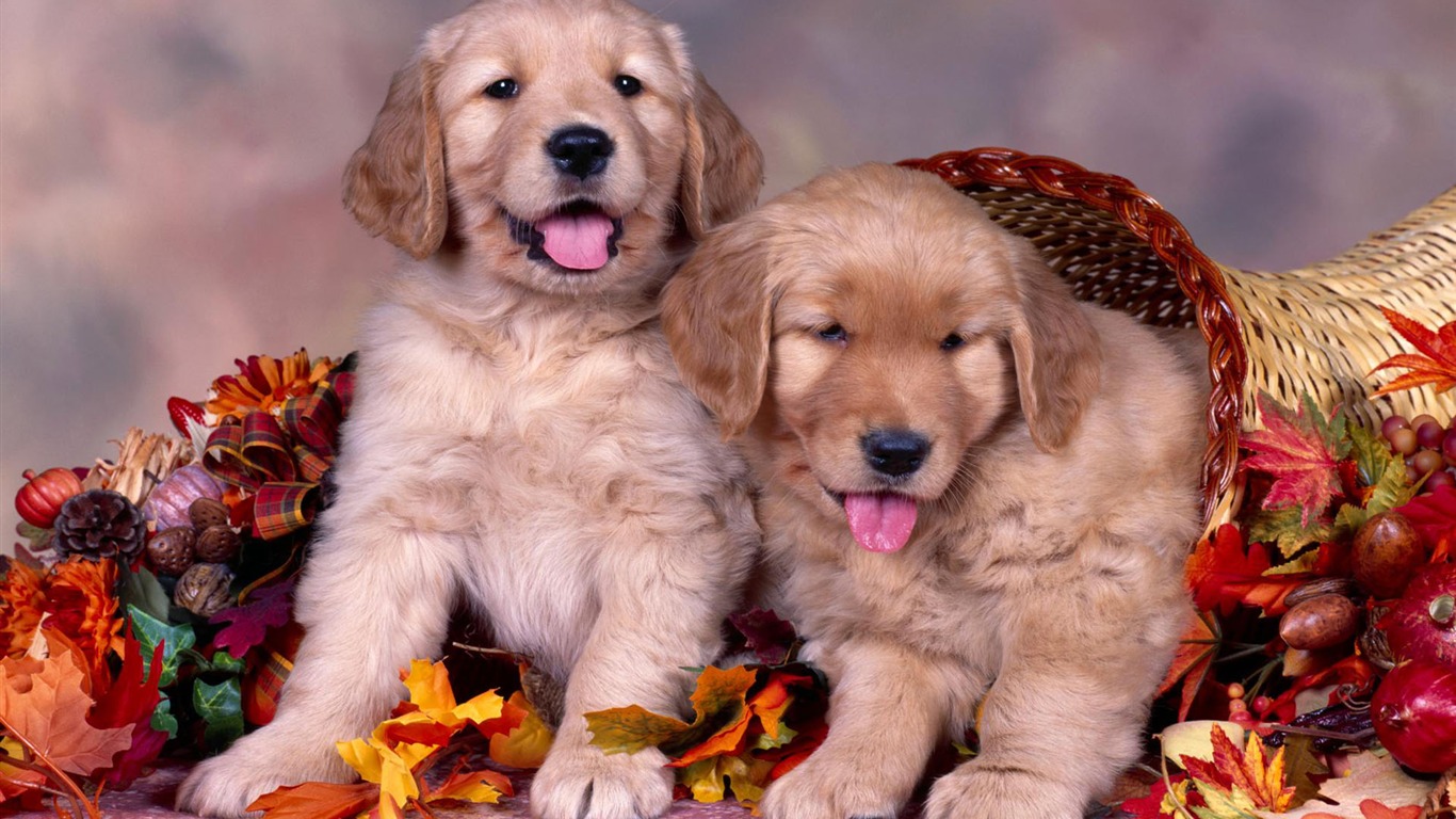 Puppy Photo HD Wallpaper (2) #12 - 1366x768