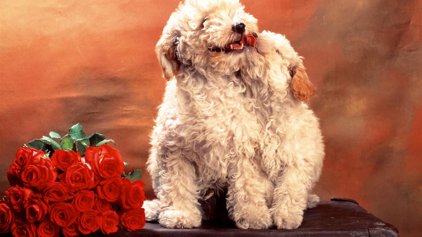 Puppy Foto HD Tapety na plochu (2) #15 - 1366x768