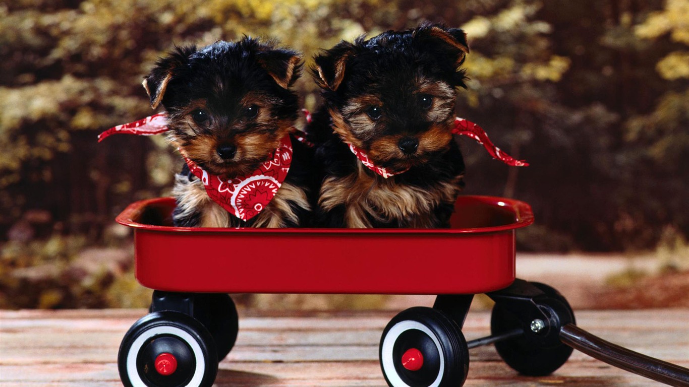 Puppy Photo HD wallpapers (2) #16 - 1366x768