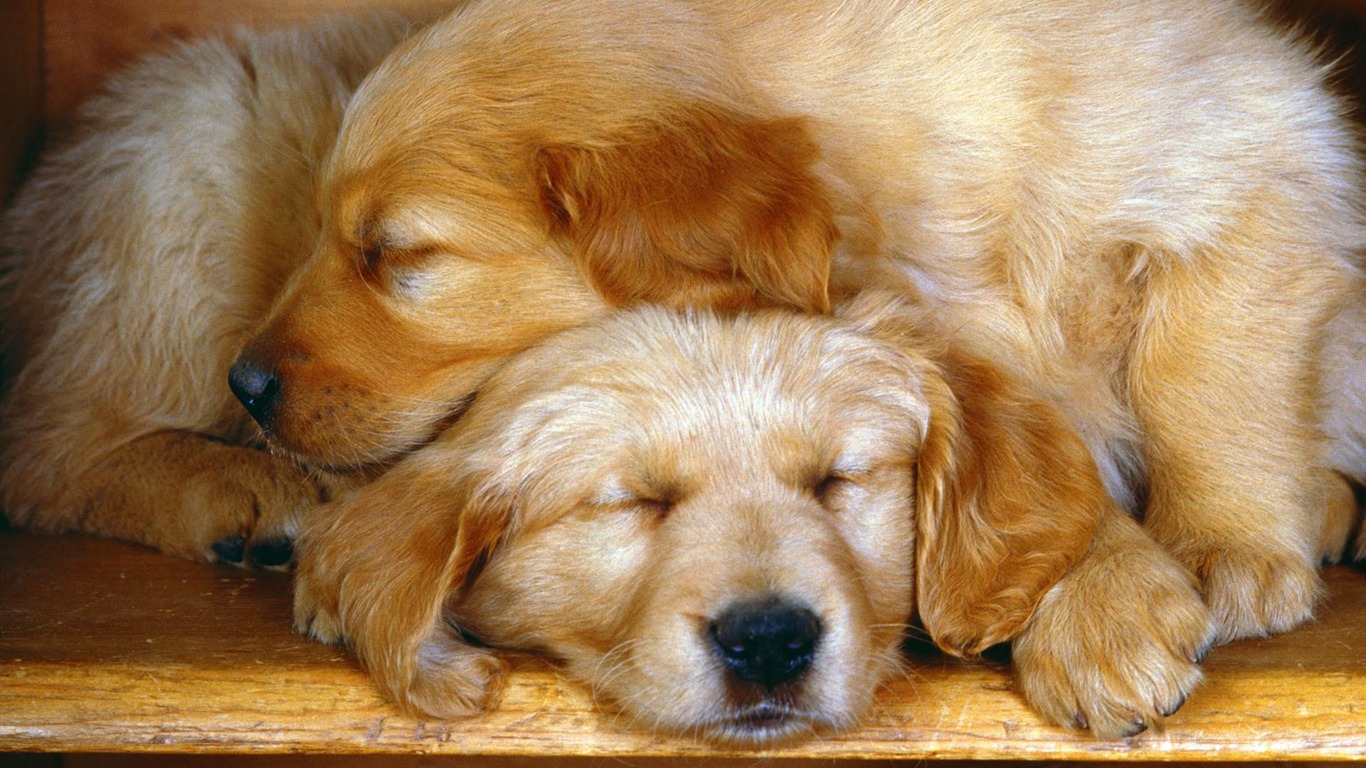 Puppy Foto HD Tapety na plochu (2) #18 - 1366x768