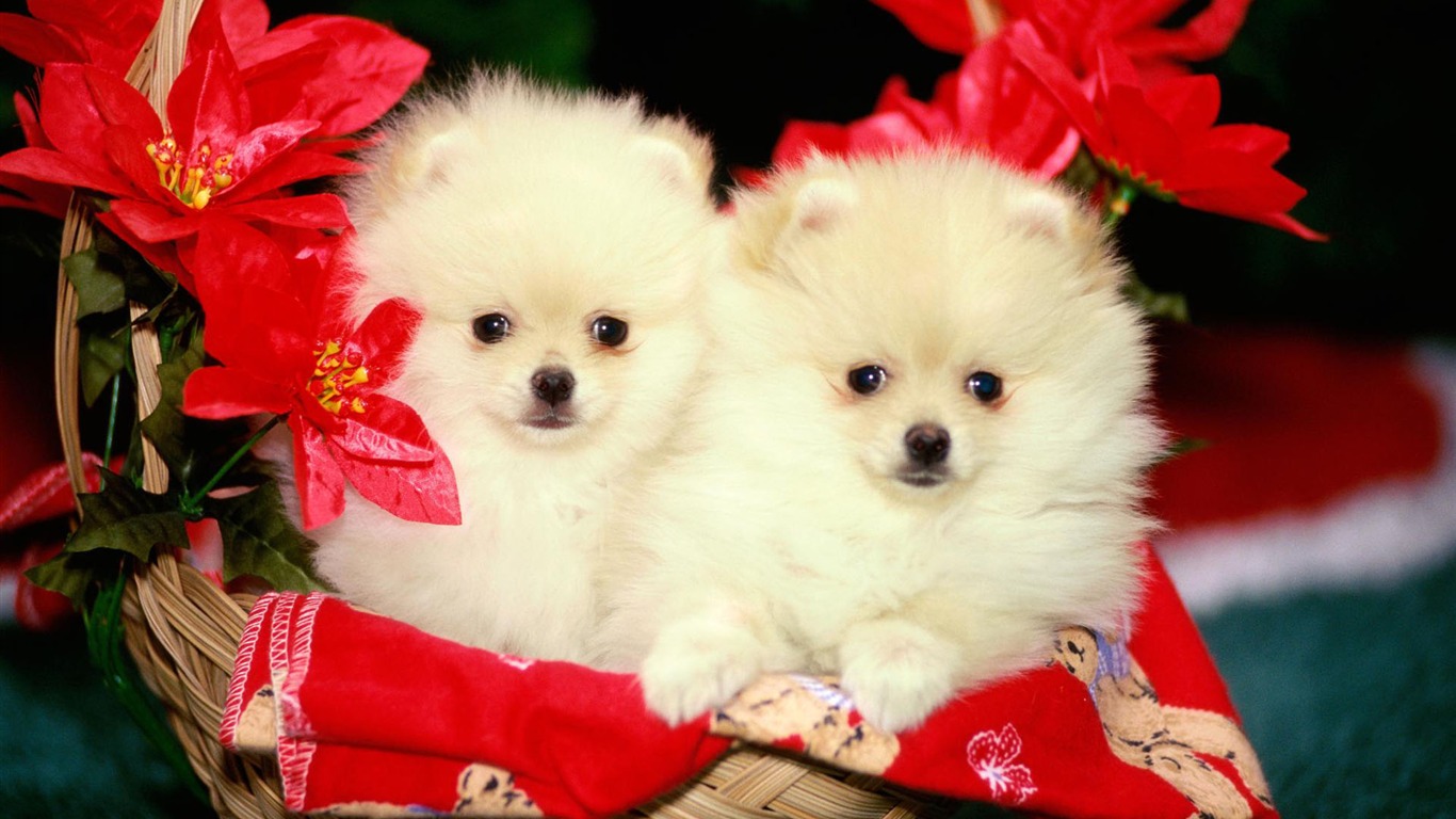 Puppy Photo HD wallpapers (2) #19 - 1366x768