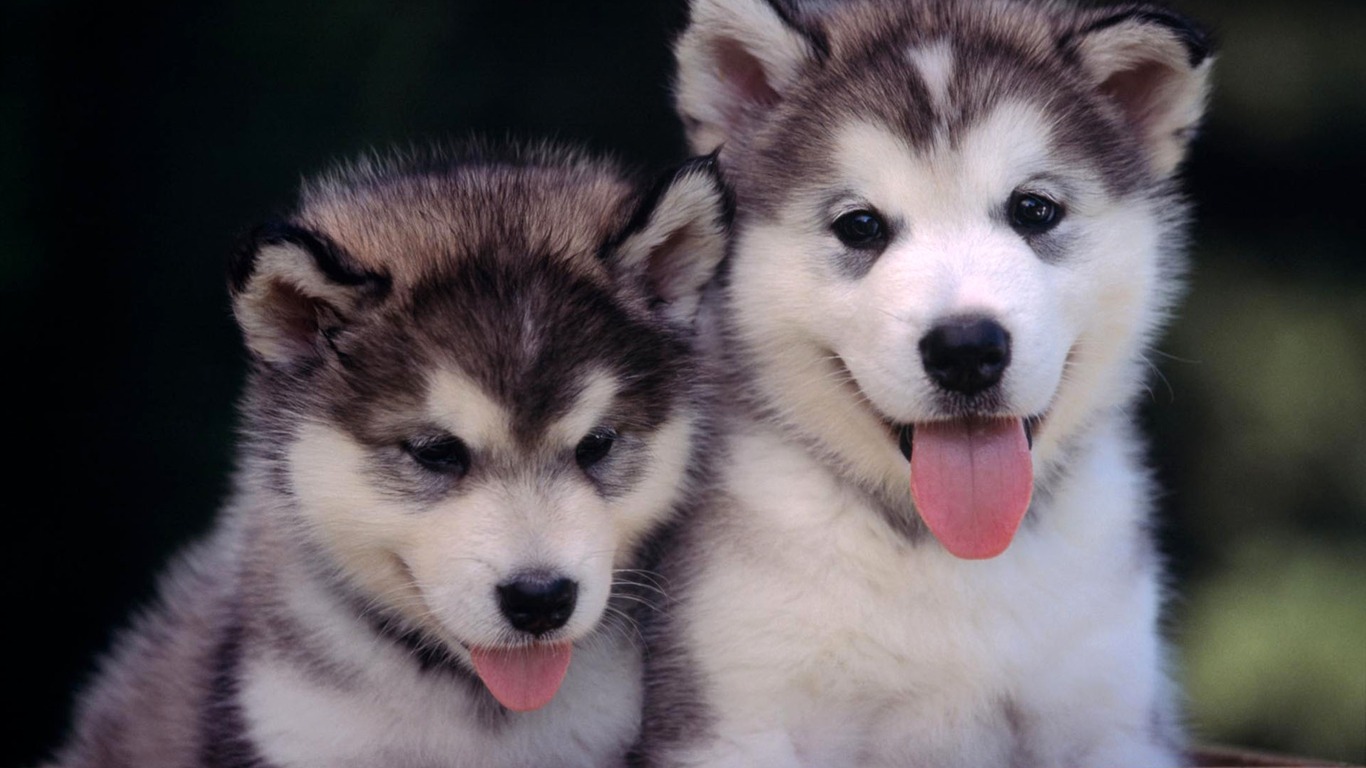 Puppy Photo HD wallpapers (2) #20 - 1366x768