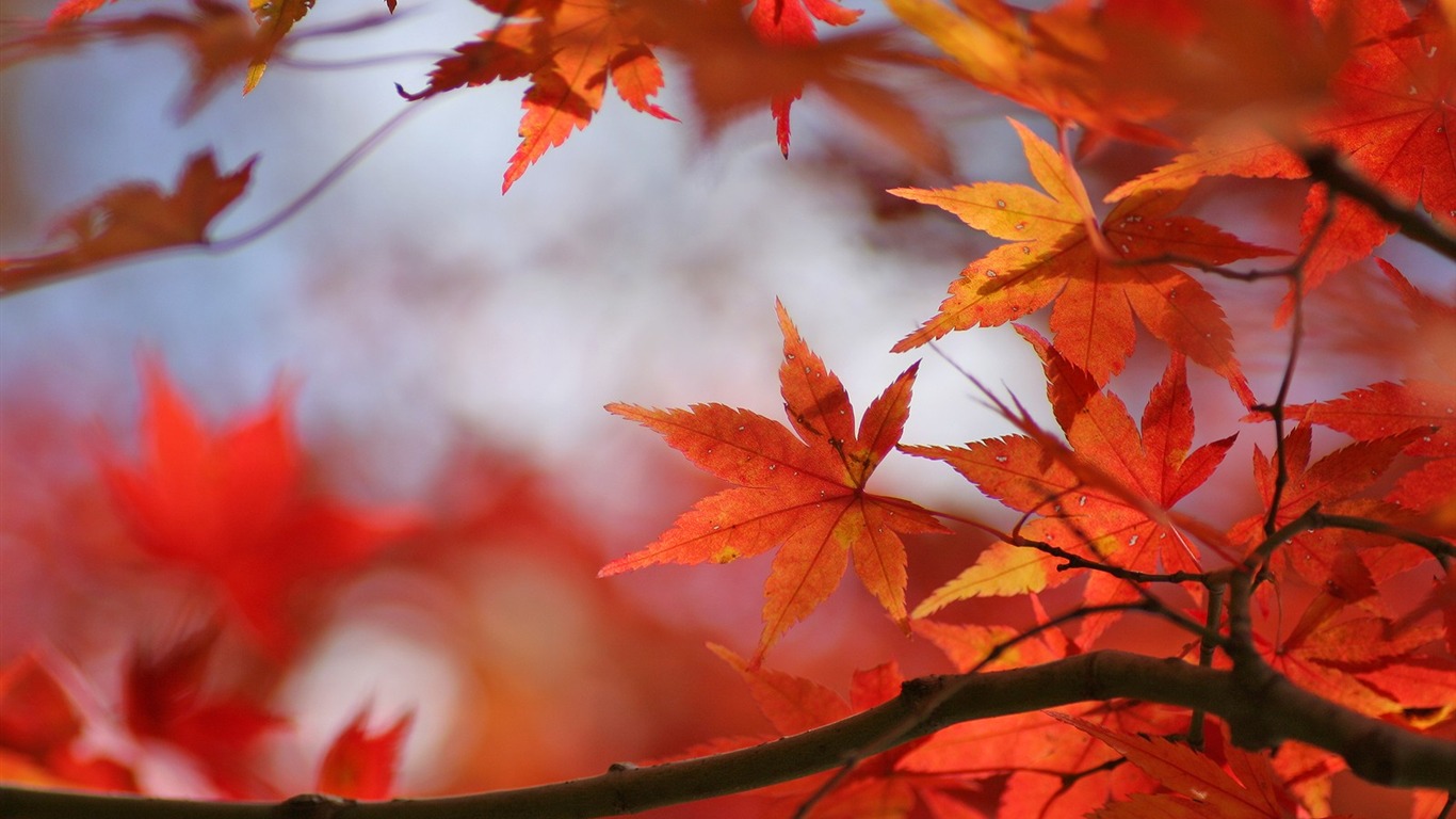 Maple sky wallpaper (2) #2 - 1366x768