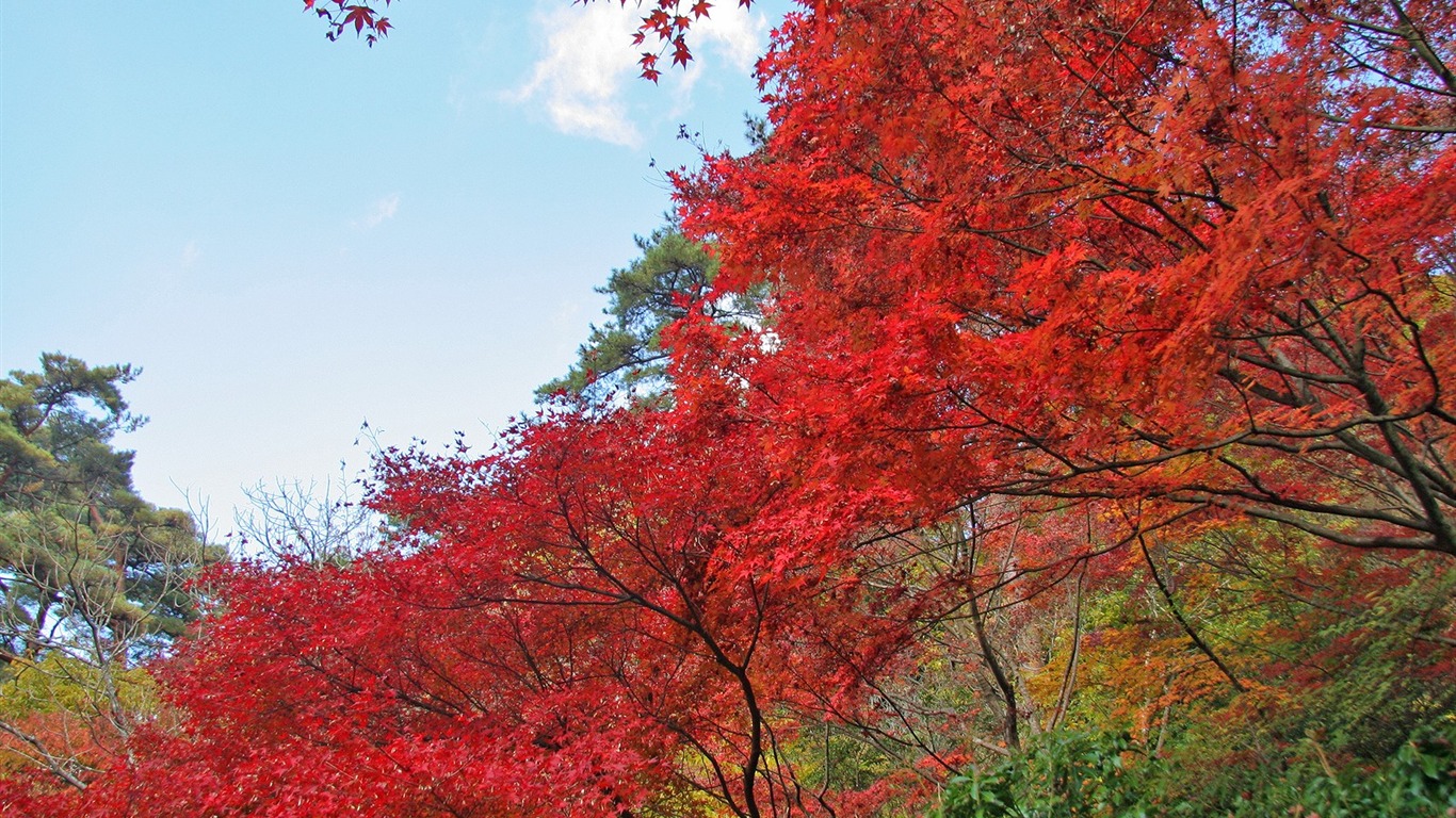 Maple sky wallpaper (2) #3 - 1366x768