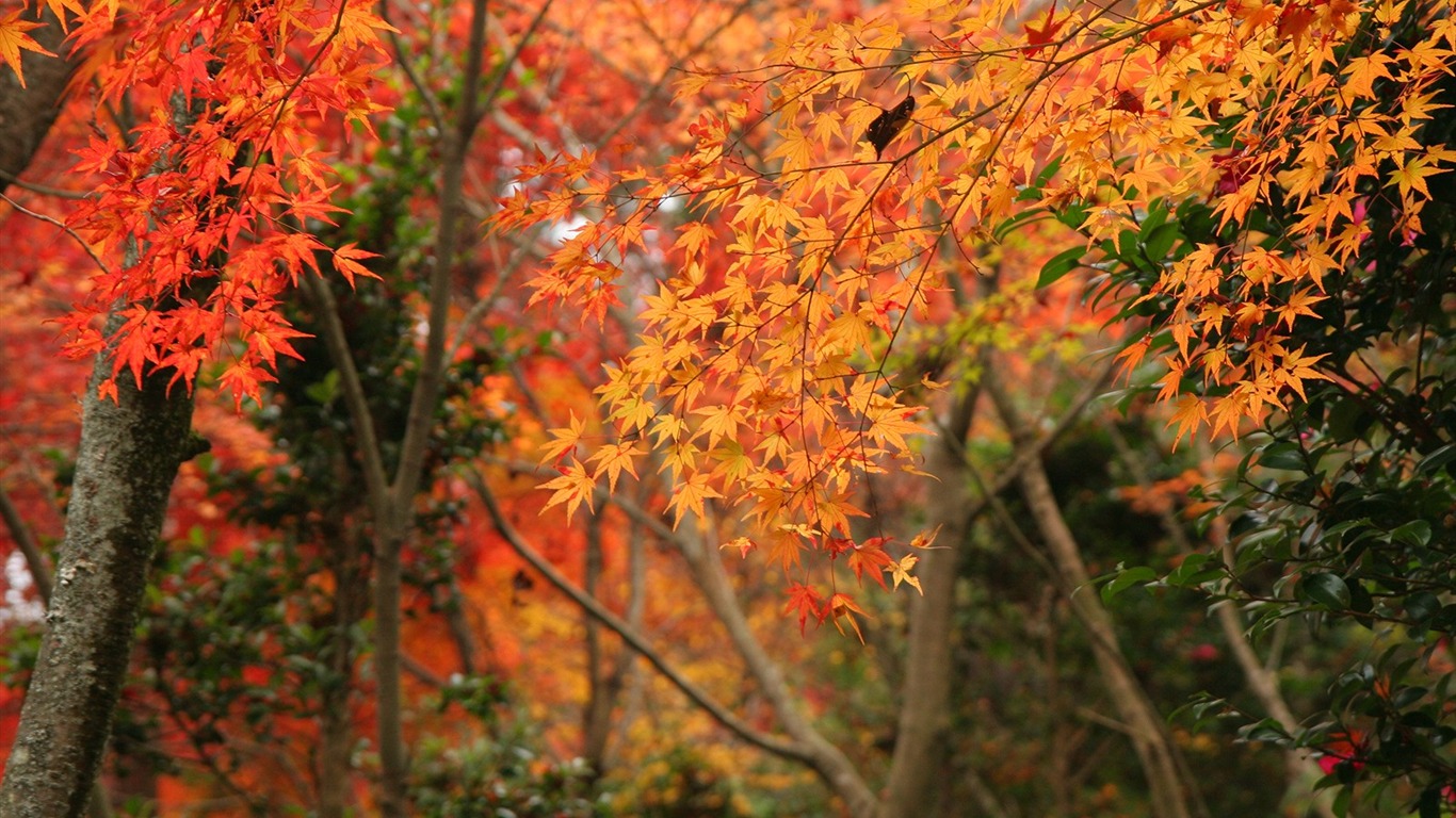 Maple sky wallpaper (2) #4 - 1366x768