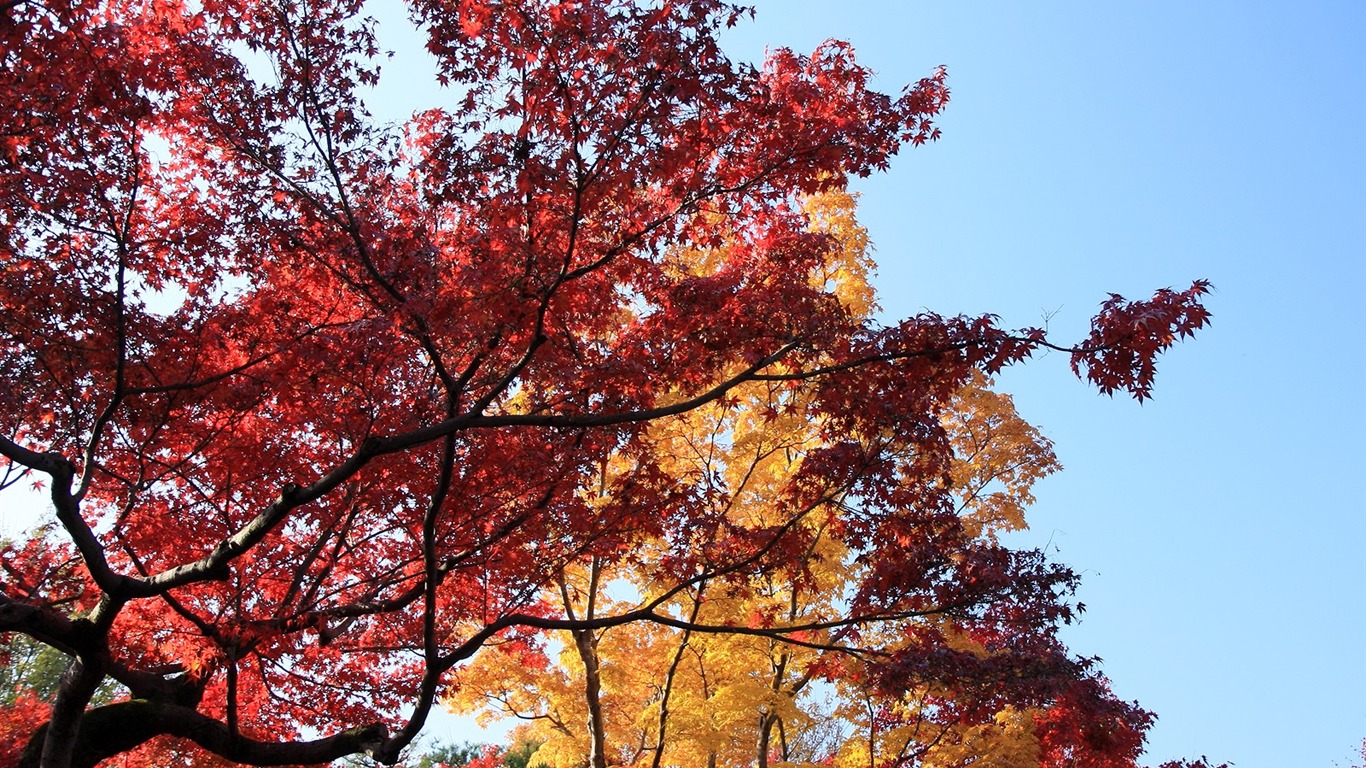 Maple sky wallpaper (2) #5 - 1366x768