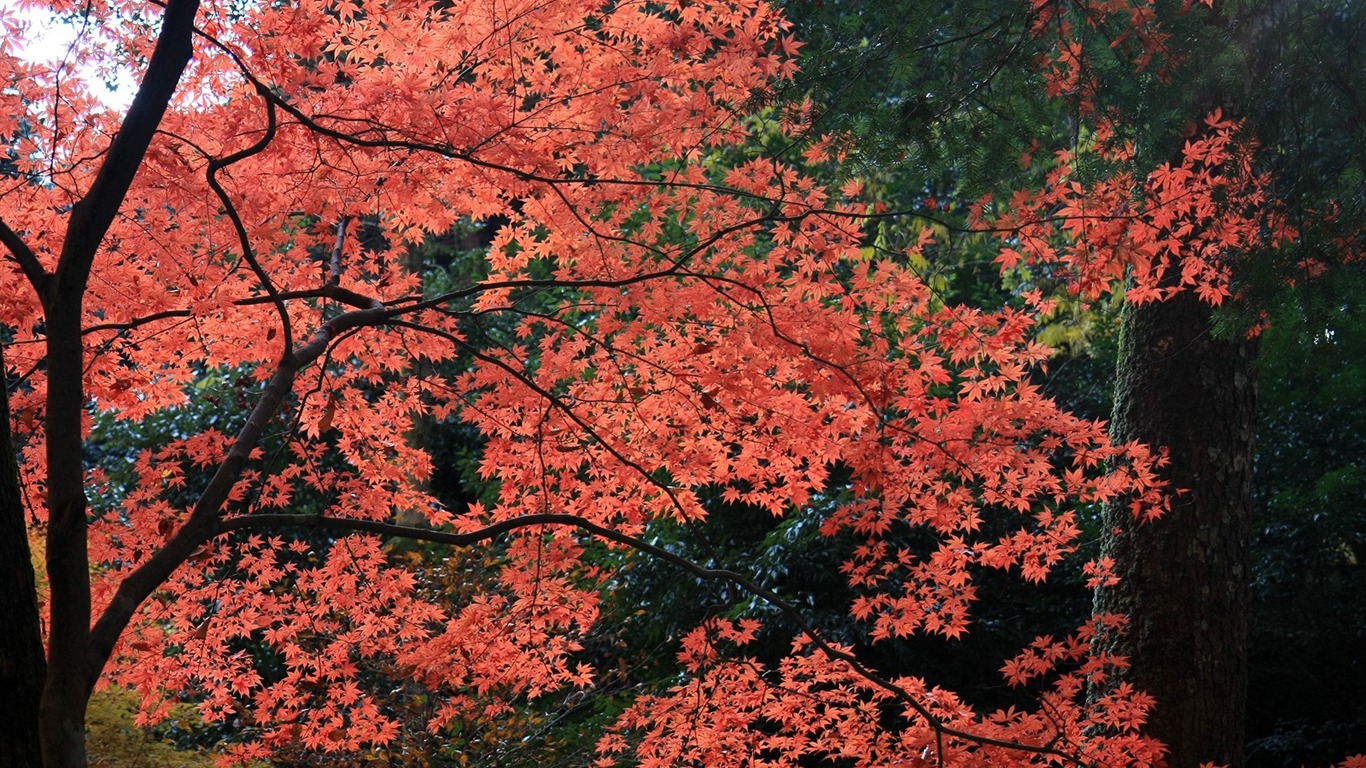楓葉滿天 壁紙(二) #6 - 1366x768