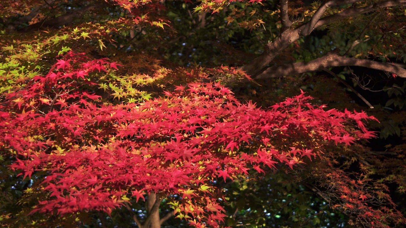 Maple nebe tapetu (2) #9 - 1366x768