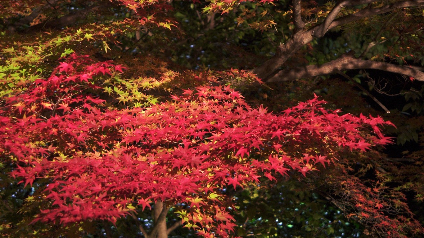 Maple sky wallpaper (2) #9 - 1366x768