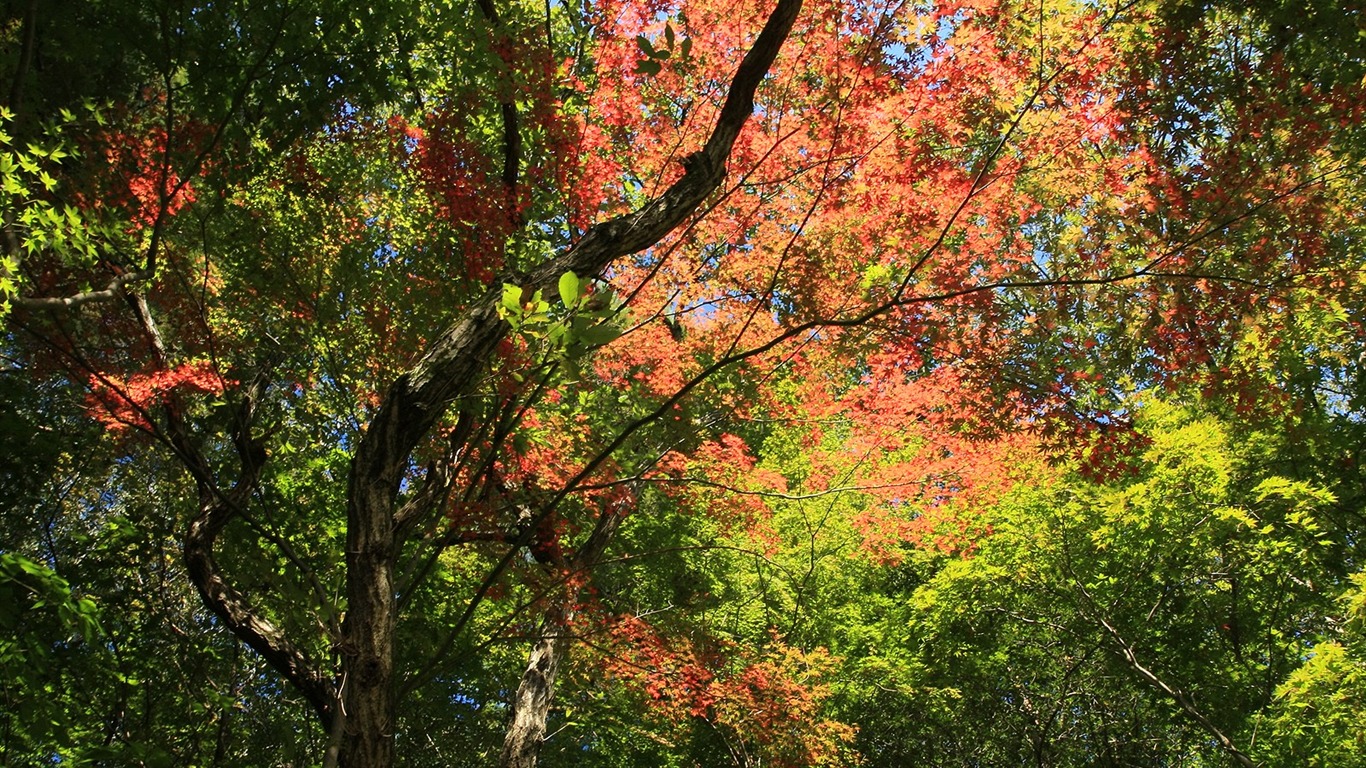 Maple sky wallpaper (2) #11 - 1366x768