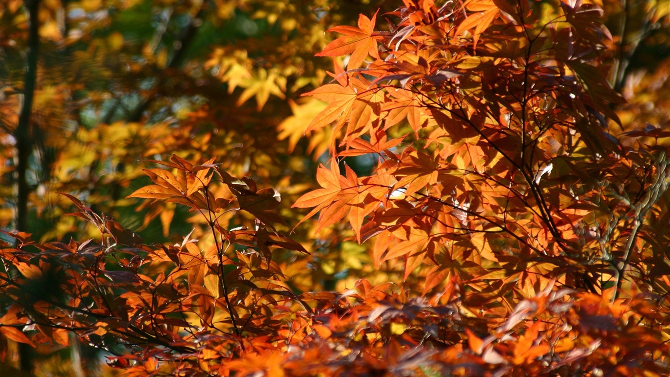 Maple sky wallpaper (2) #12 - 1366x768