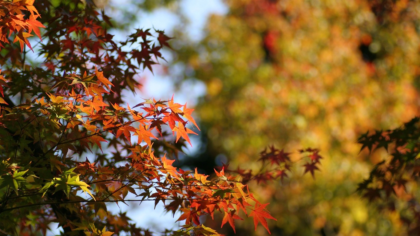 Maple sky wallpaper (2) #13 - 1366x768