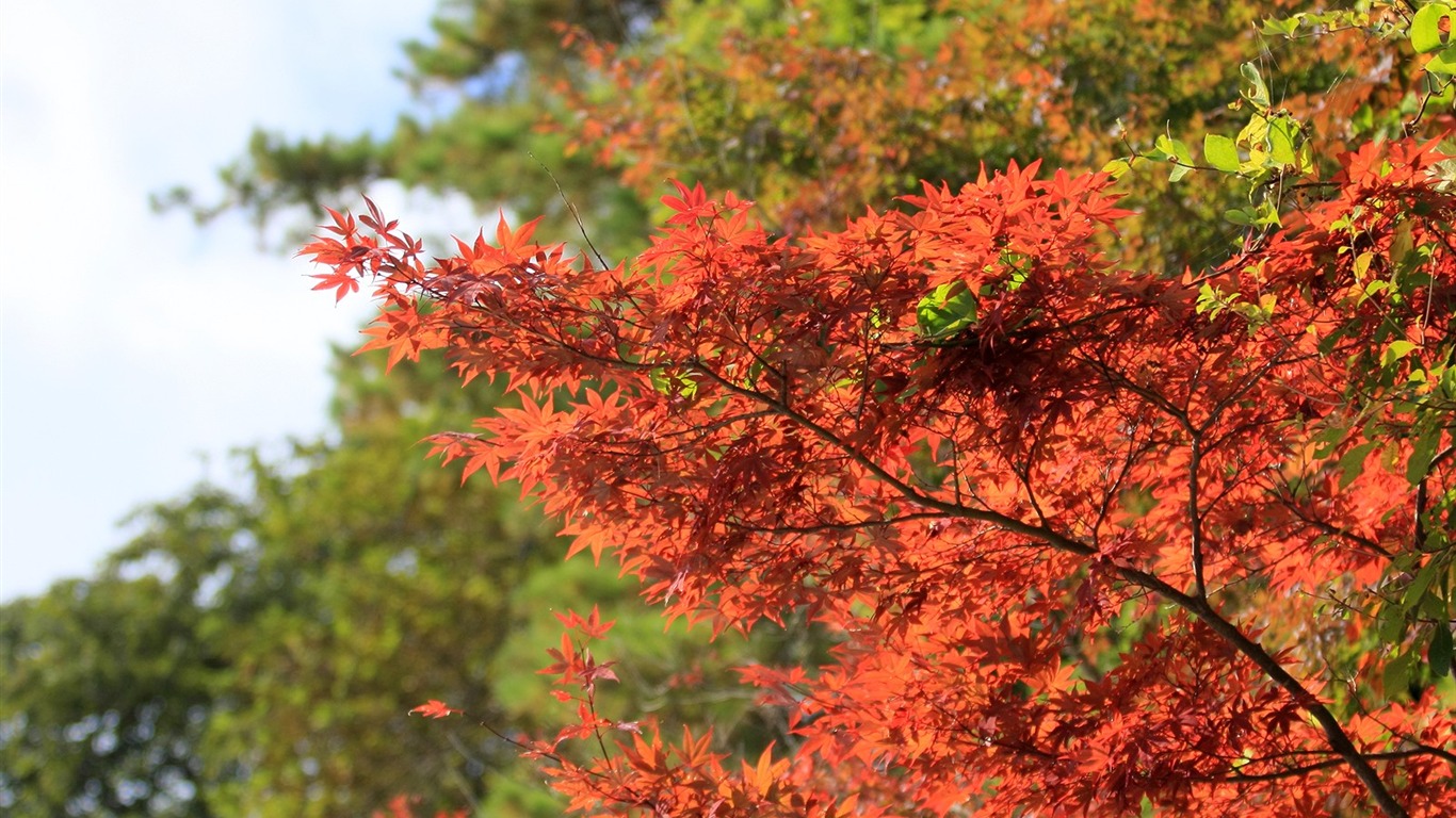 Maple sky wallpaper (2) #14 - 1366x768