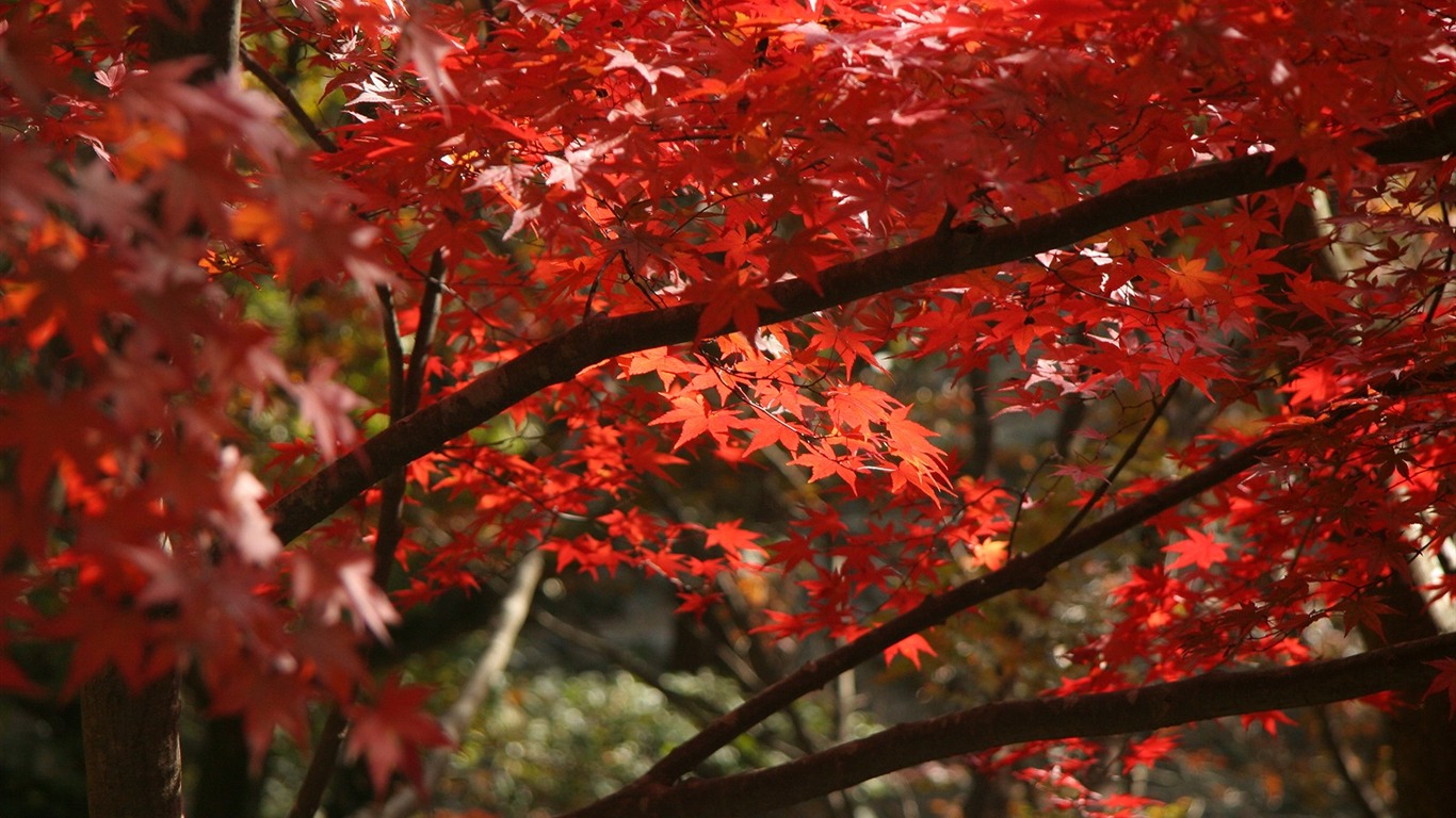 Maple sky wallpaper (2) #15 - 1366x768