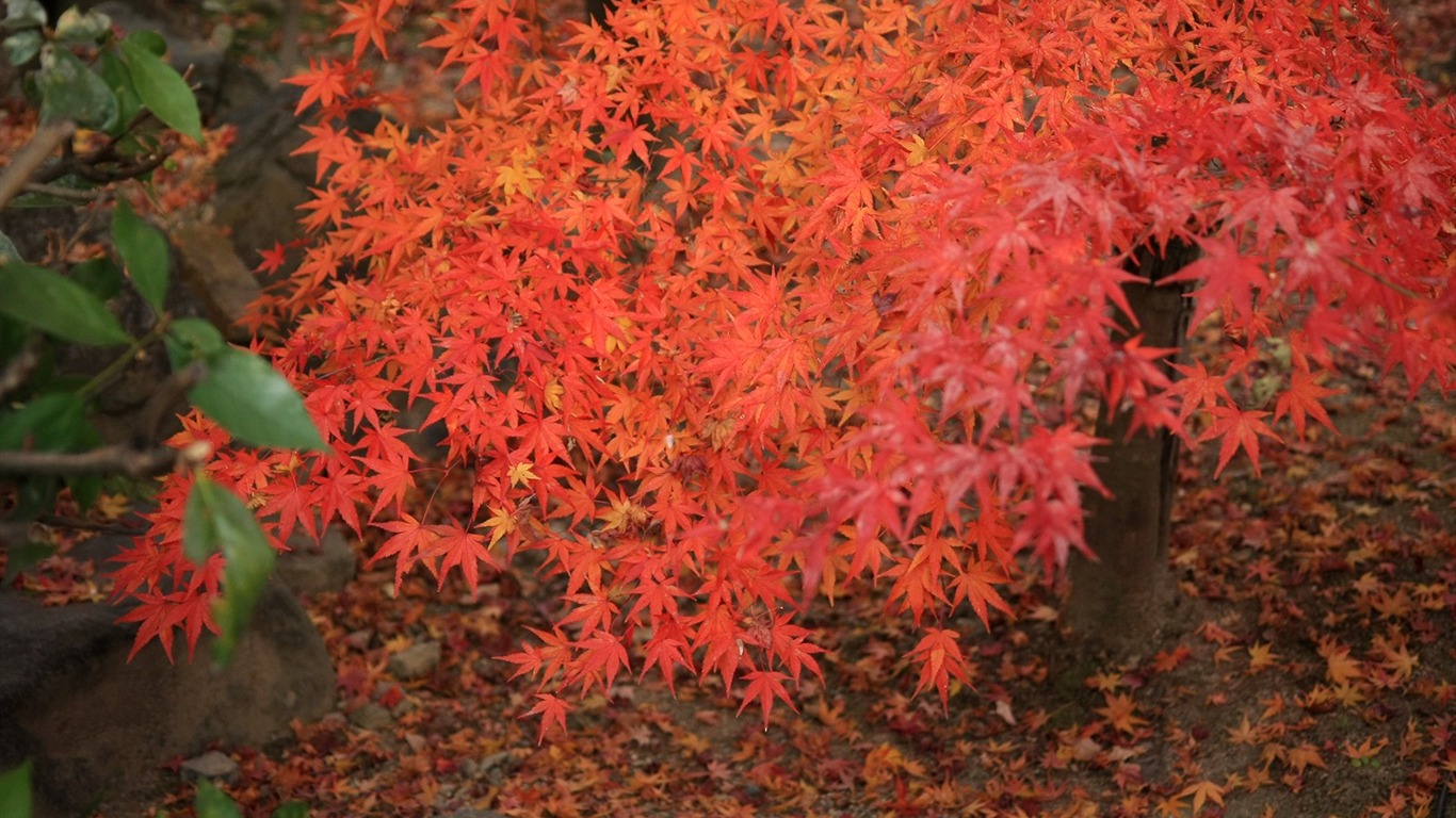 Maple sky wallpaper (2) #17 - 1366x768