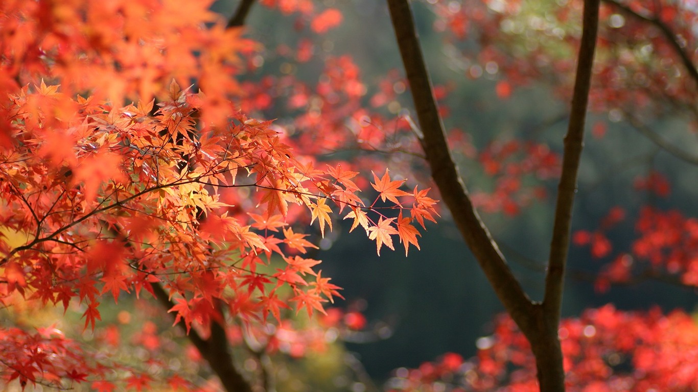 Maple sky wallpaper (2) #18 - 1366x768