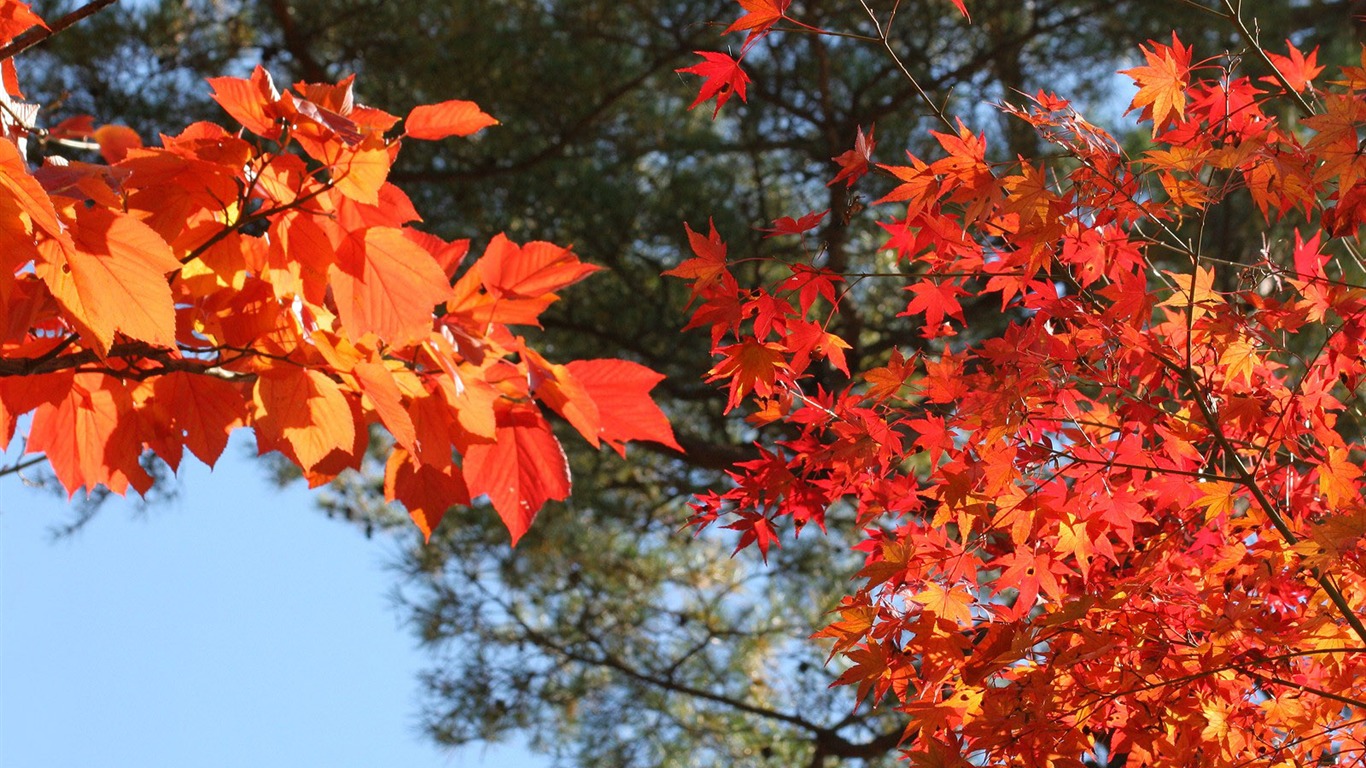 Maple sky wallpaper (2) #19 - 1366x768