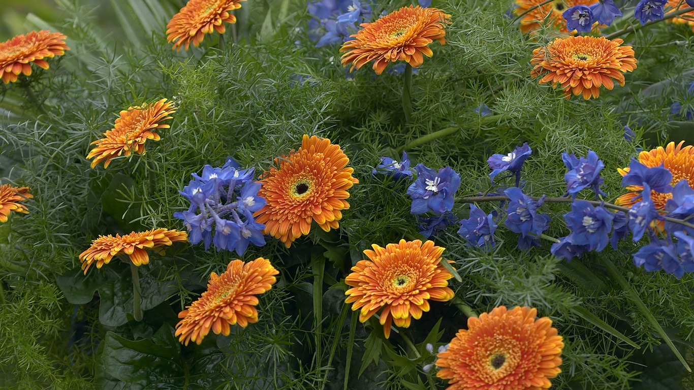 Velký květinový prvek Wallpaper (5) #2 - 1366x768