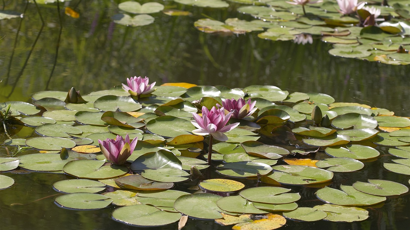 超大鲜花特写 壁纸(五)5 - 1366x768