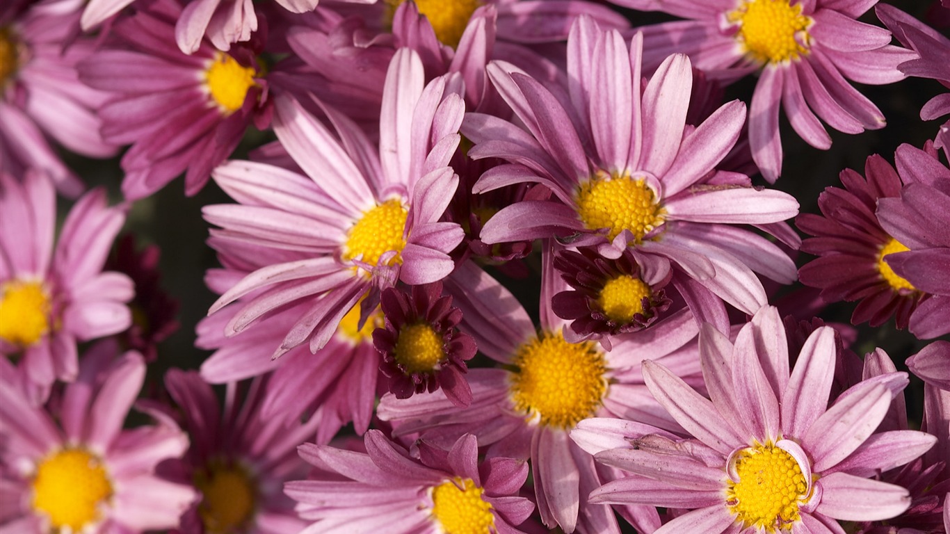 超大鲜花特写 壁纸(五)10 - 1366x768