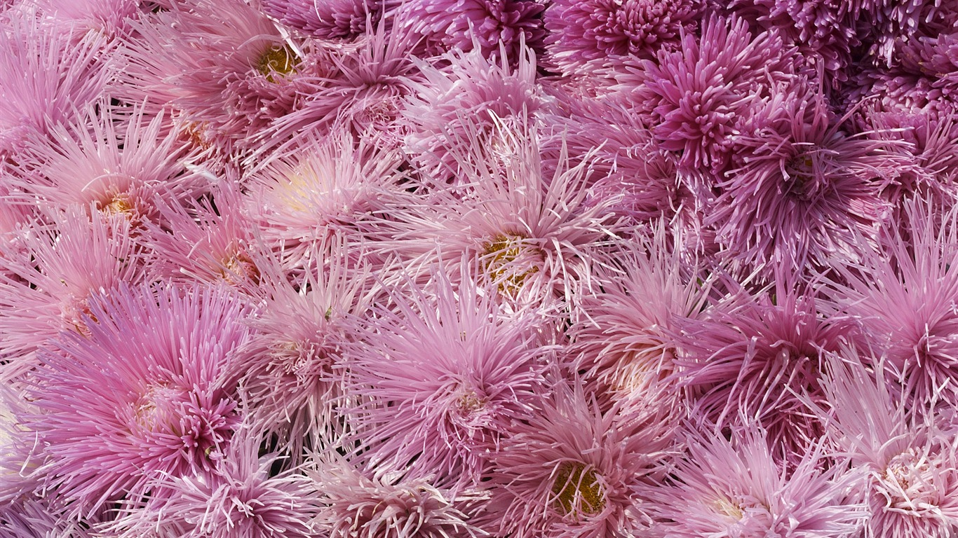超大鮮花特寫 壁紙(五) #13 - 1366x768