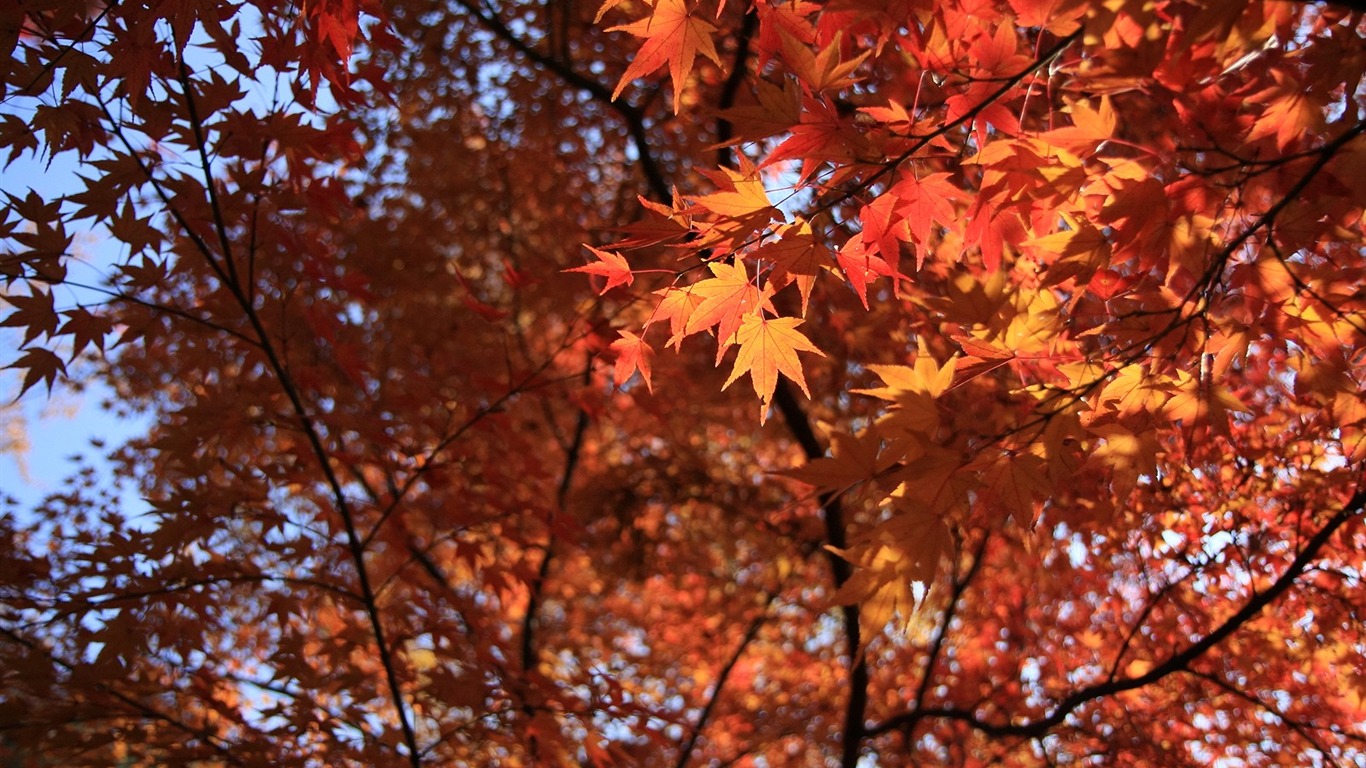 Maple sky wallpaper (3) #1 - 1366x768