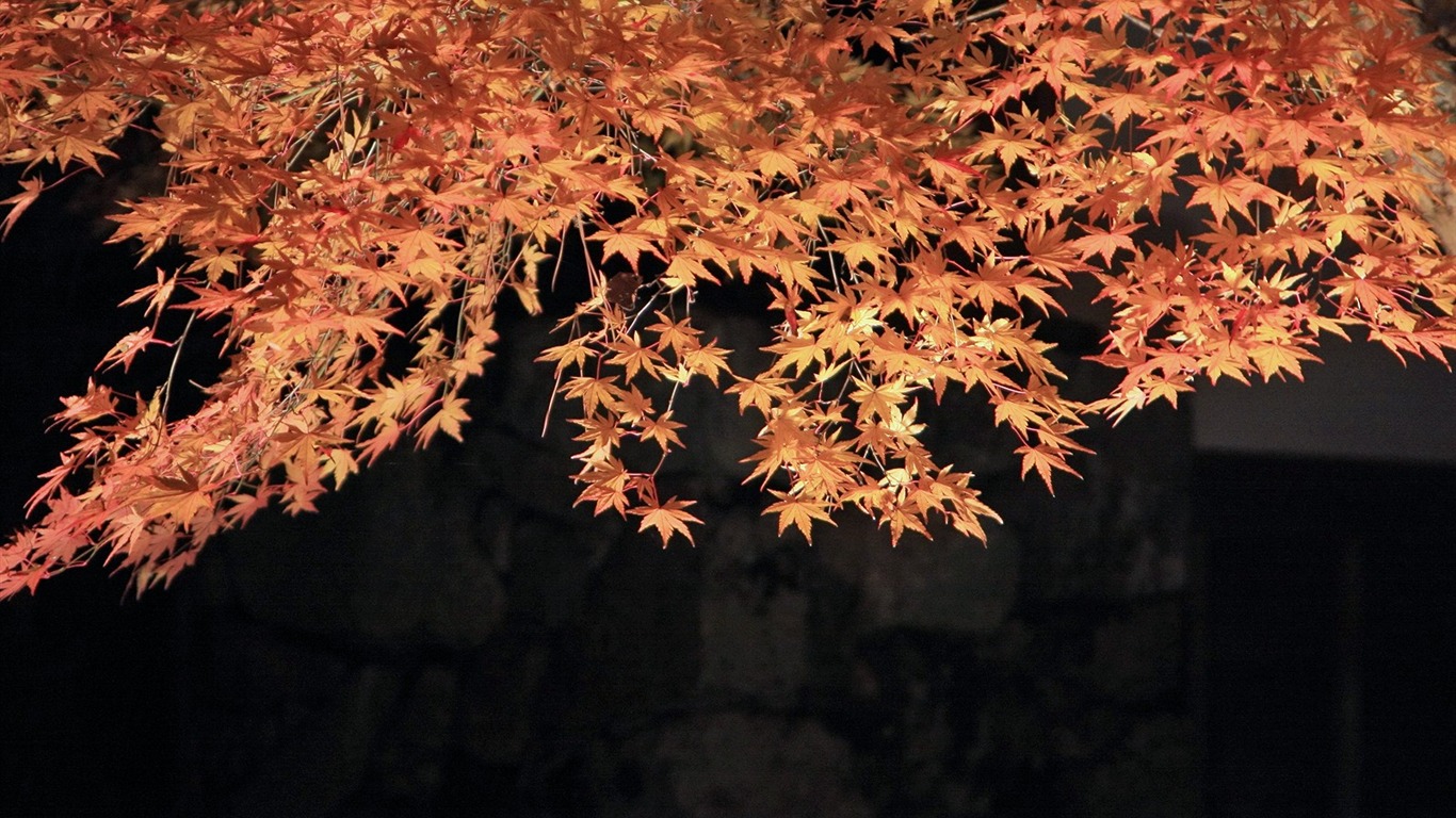 Maple sky wallpaper (3) #4 - 1366x768