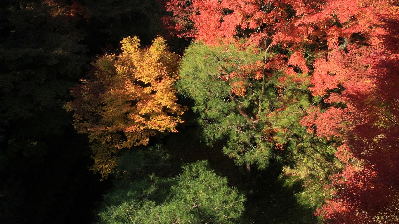楓葉滿天 壁紙(三) #5 - 1366x768