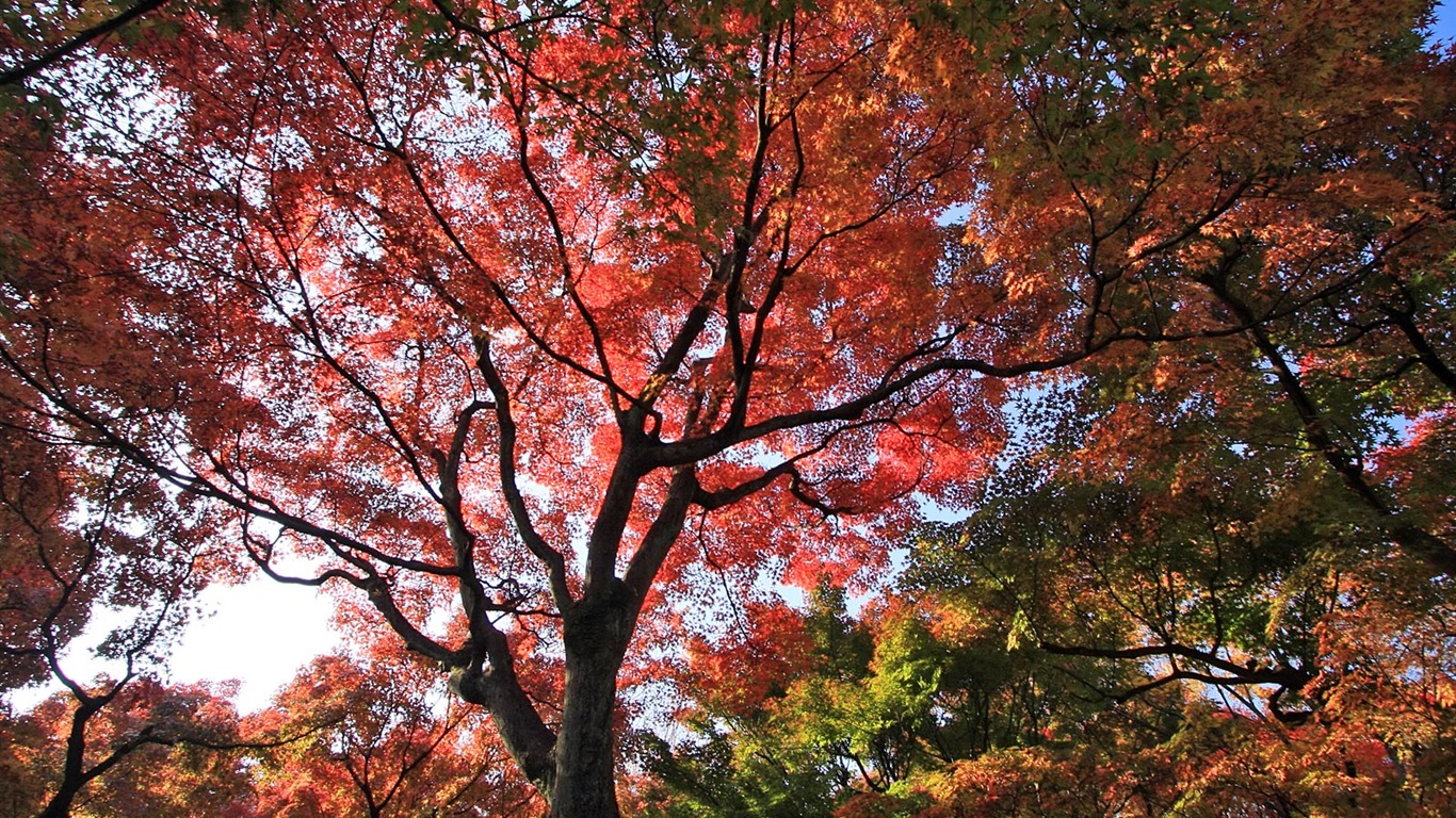 Maple sky wallpaper (3) #6 - 1366x768