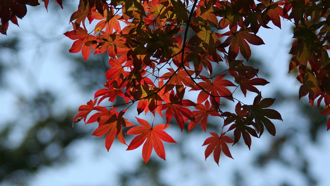 Maple sky wallpaper (3) #7 - 1366x768