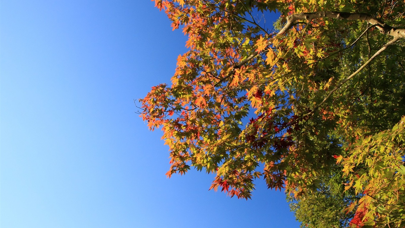 Maple nebe tapetu (3) #8 - 1366x768