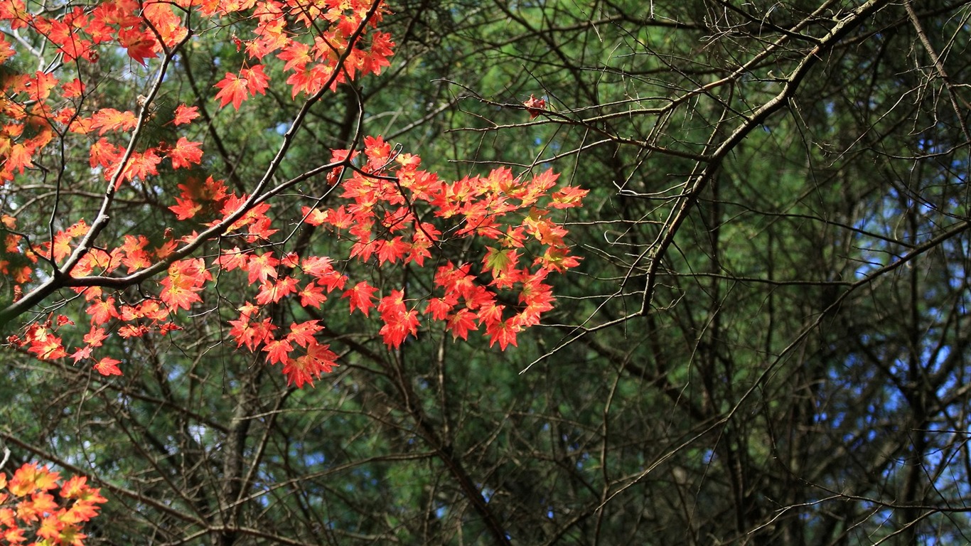 Maple sky wallpaper (3) #9 - 1366x768